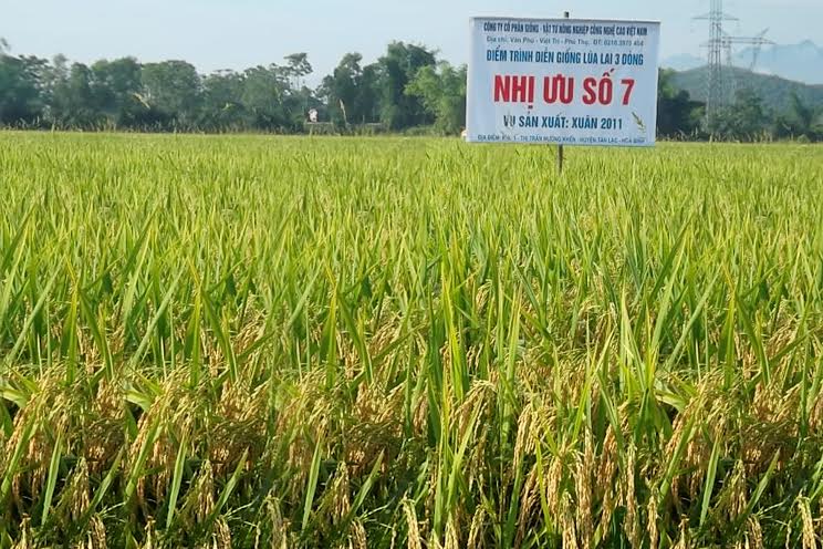 Giống lúa Nhị ưu số 7 - Công Ty Cổ Phần Giống - Vật Tư Nông Nghiệp Công Nghệ Cao Việt Nam